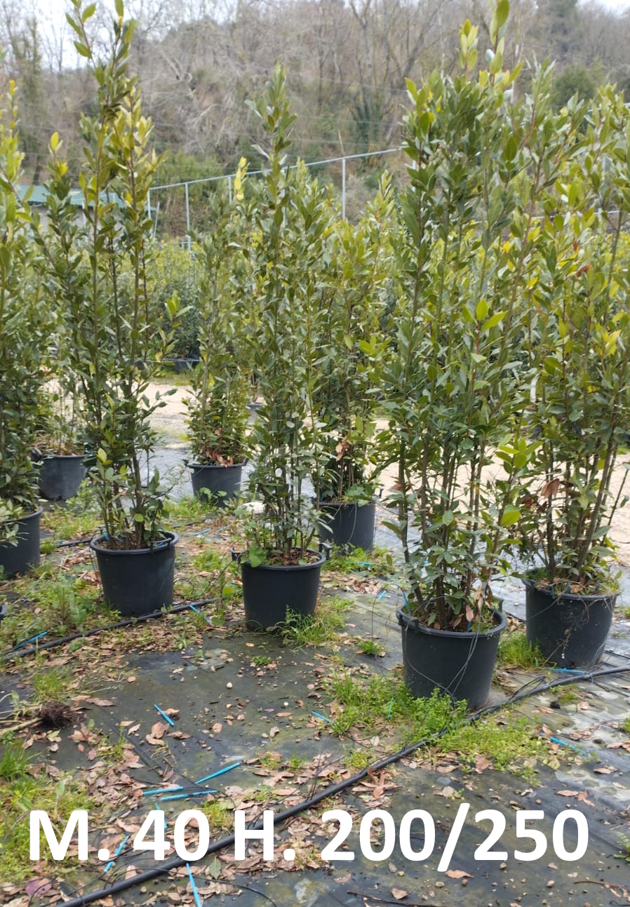 allori m40