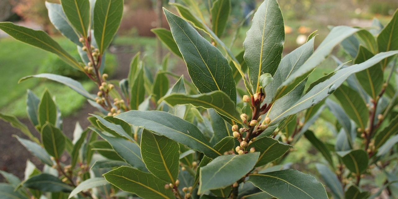 alloro