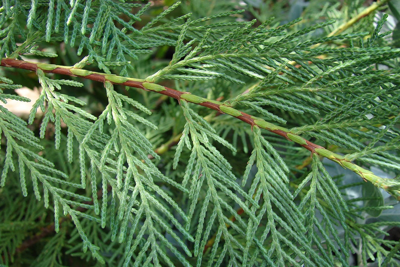 leylandii