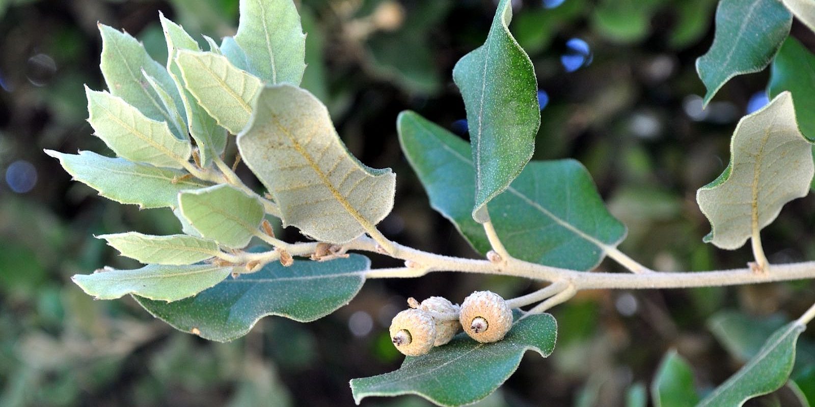 quercus-ilex