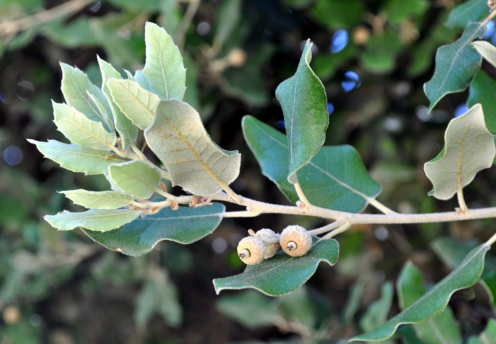 quercus-ilex