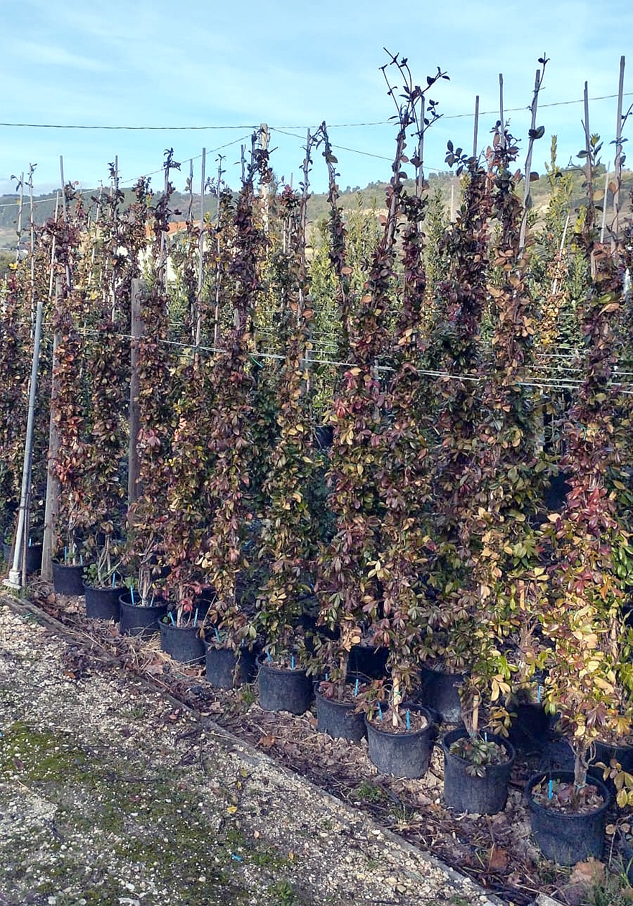 rhyncospermum