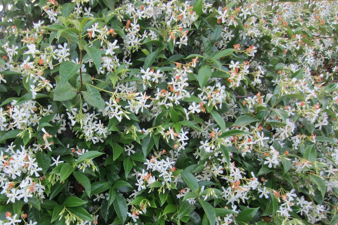 rhyncospermum