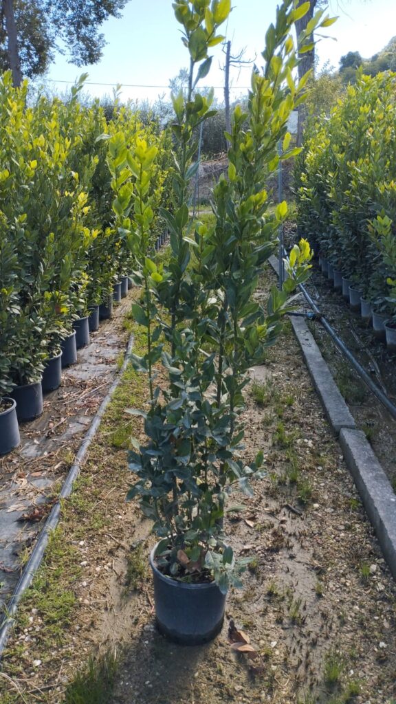 003-Allori V. 26 H 150170 € 9,00; H 170200 € 10,00