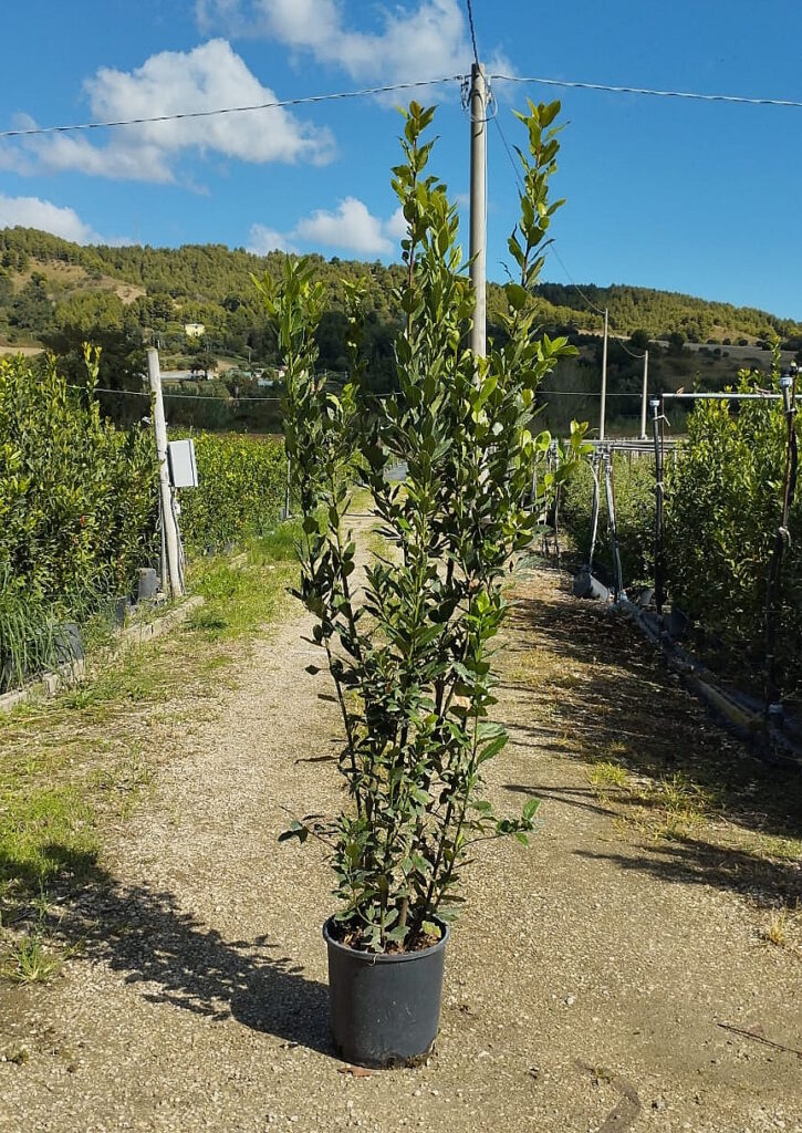 004-Allori V. 30 H 170200 € 12,50
