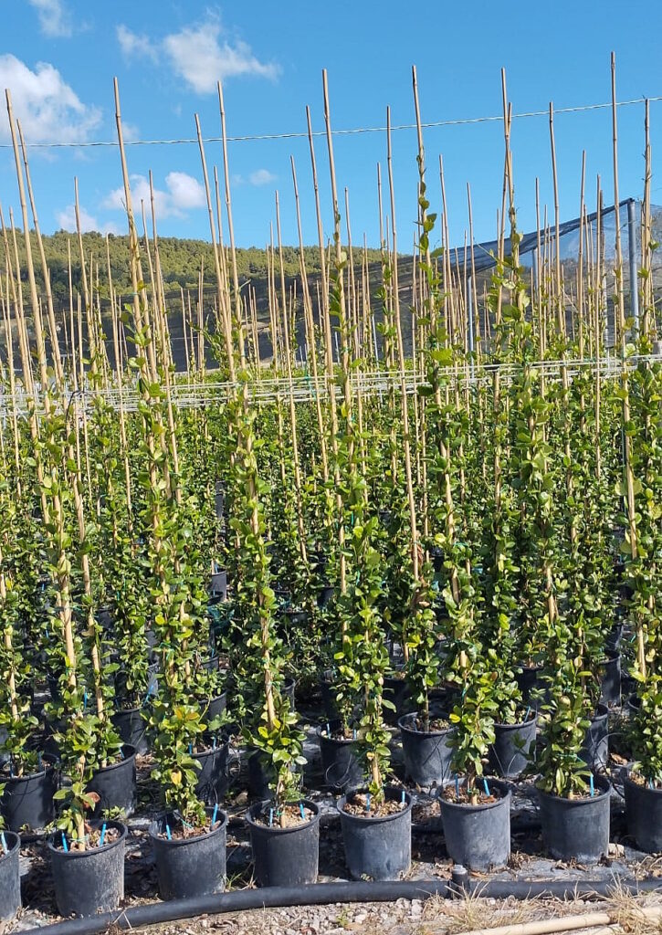 009-Rhyncospermum V. 24 H 170200 €. 9,00